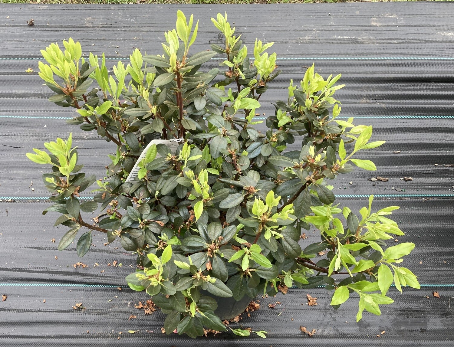 Rhododendron PJM Elite