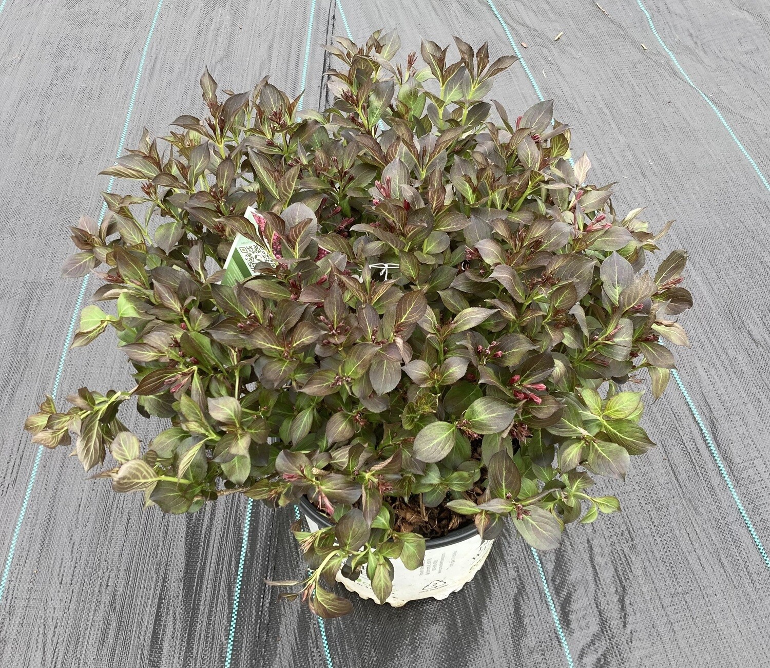 Wine &amp; Roses Weigela