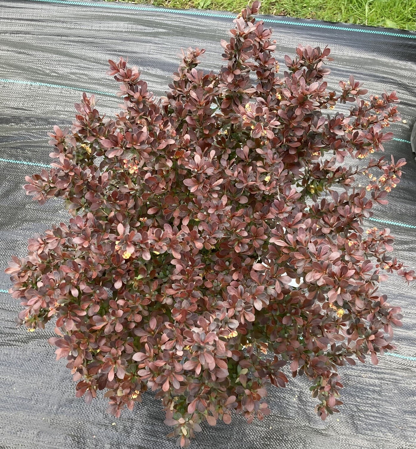 Crimson Pygamy Barberry