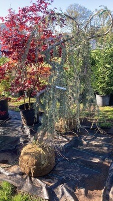 Weeping Blue Atlas Cedar Serpentine Tree