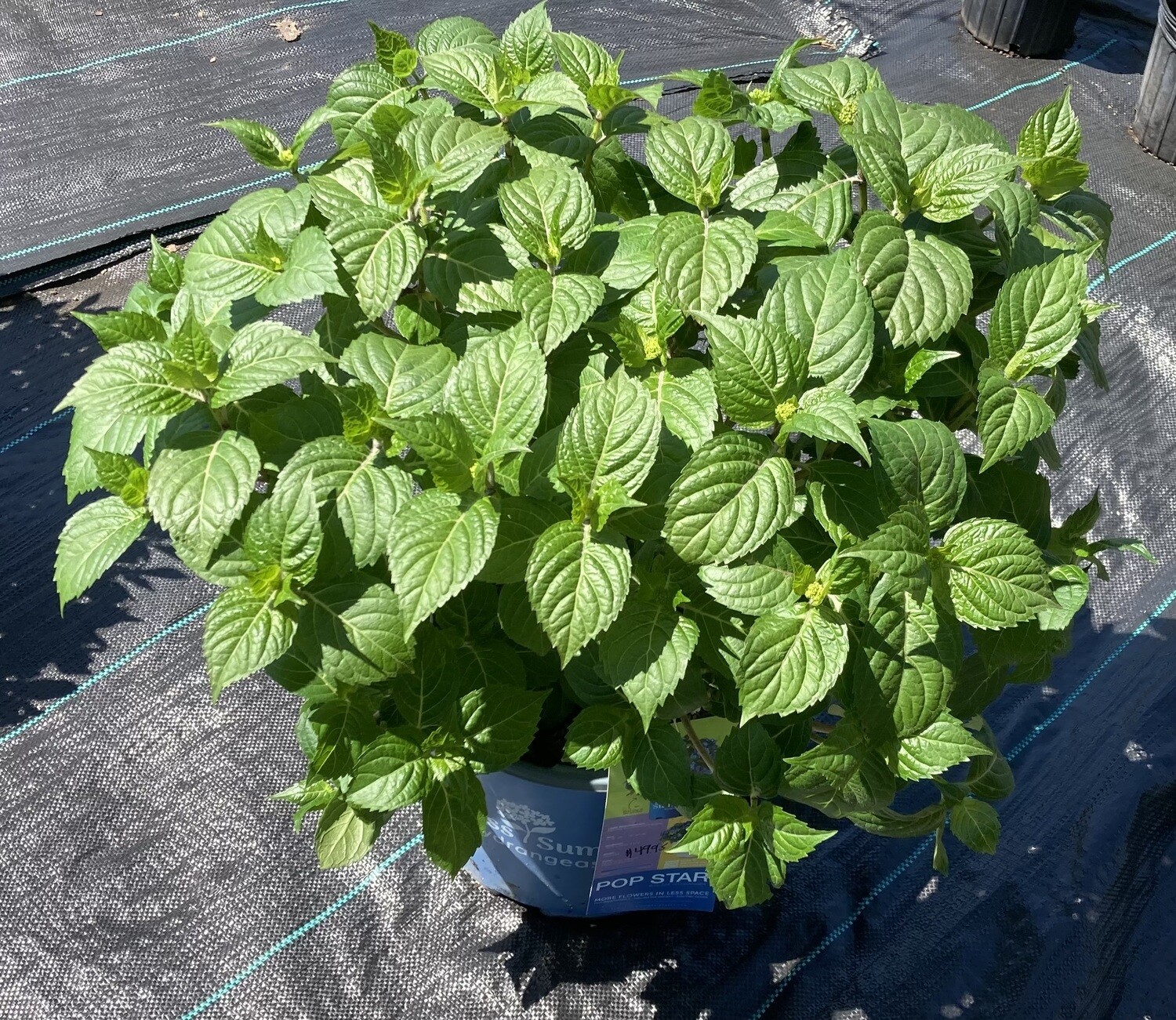 Popstar Reblooming Hydrangea