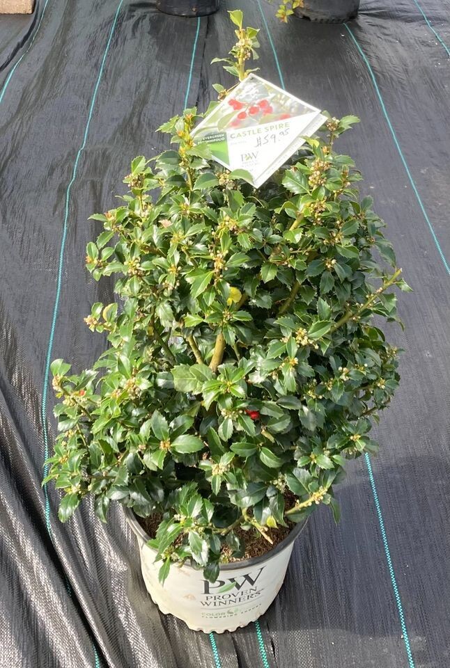 Castle Spire Blue Holly