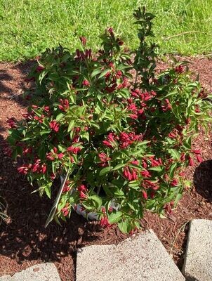 Sonic Bloom Red Reblooming Weigela