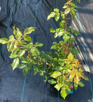 Cinnamon Dolce Hybrid Tea Rose