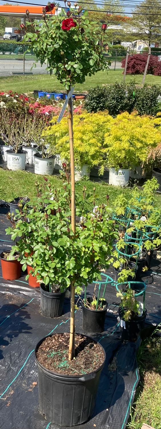 Red Sunblaze Pom Pom Tree Rose