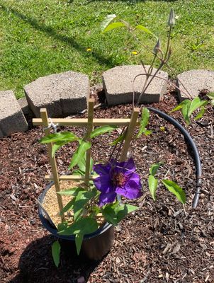 Multi Blue Clematis