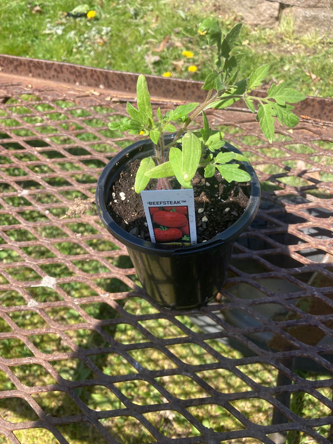 Tomato Plants