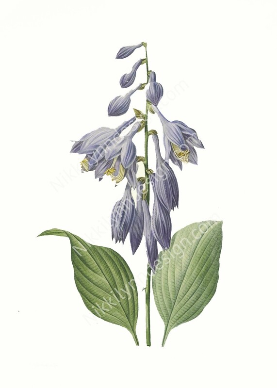 Blue Plantain Lily Hosta Digital Download Prints Up To 8x10