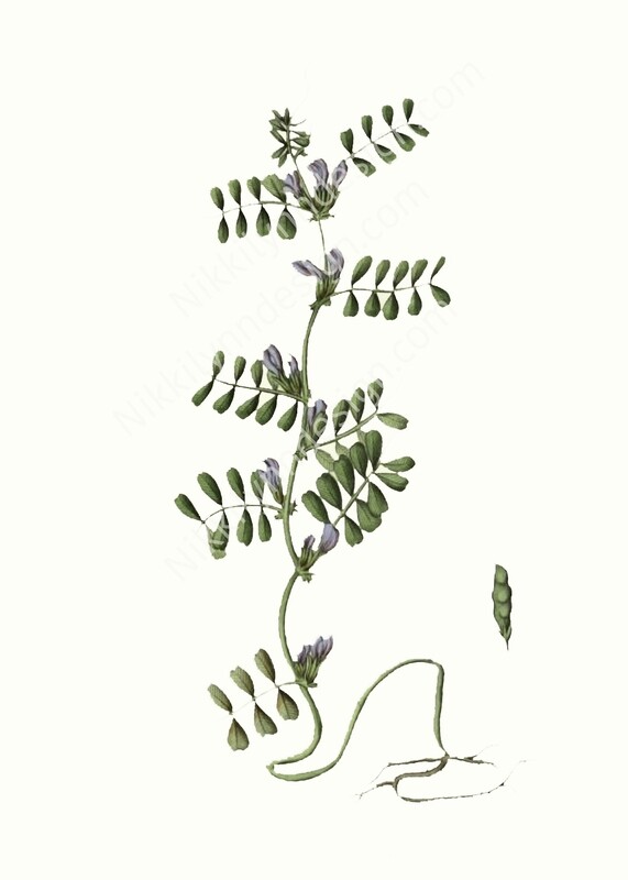 Common Vetch Digital Download Prints Up To 8x10