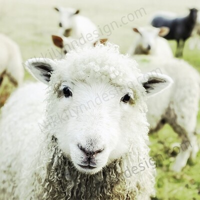 Farmhouse Rural Lamb Square Print (I print free S/H)