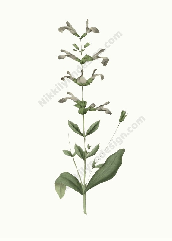 Common Sage Digital Download Prints Up To 8x10