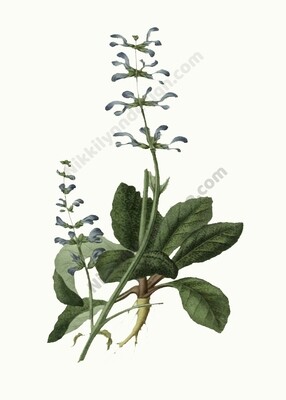 Meadow Sage Digital Download Prints Up To 8x10