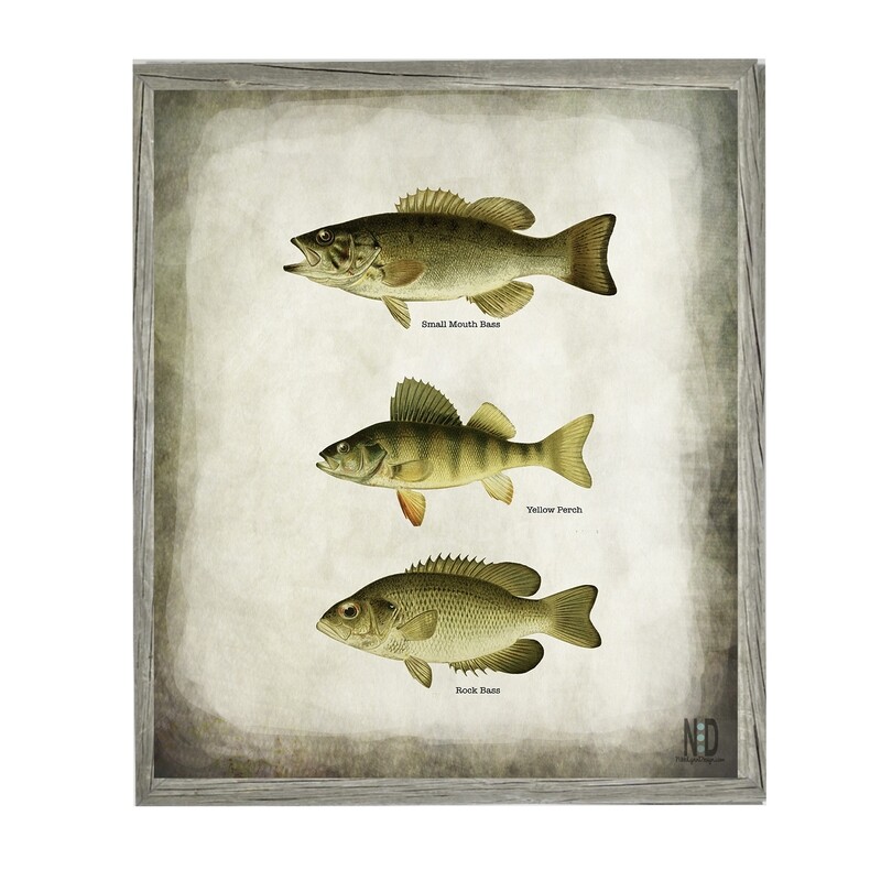 Pan Fish Perch Bass and Walleye Wall Art Digital Download Prints Up To 30x20