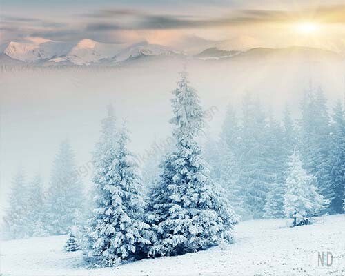 Pine Trees In Fresh Snow Digital File
