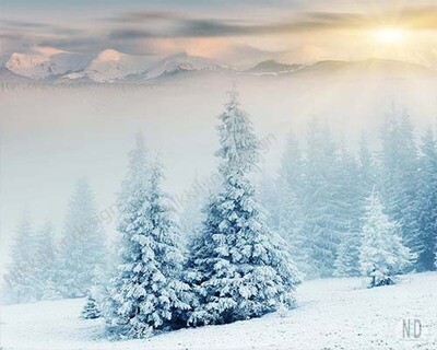 Pine Trees In Fresh Snow