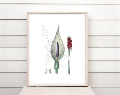 Jack in the Pulpit Digital File Prints Up to 16x20 (You Print)