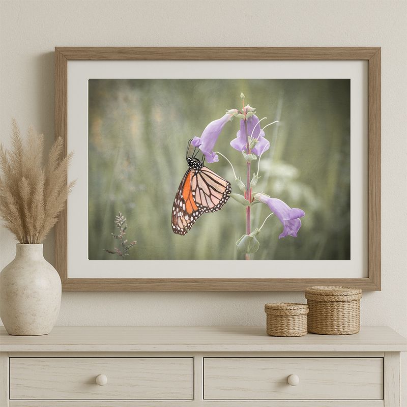 Photography Prints: Midwest Landscape & Wildlife