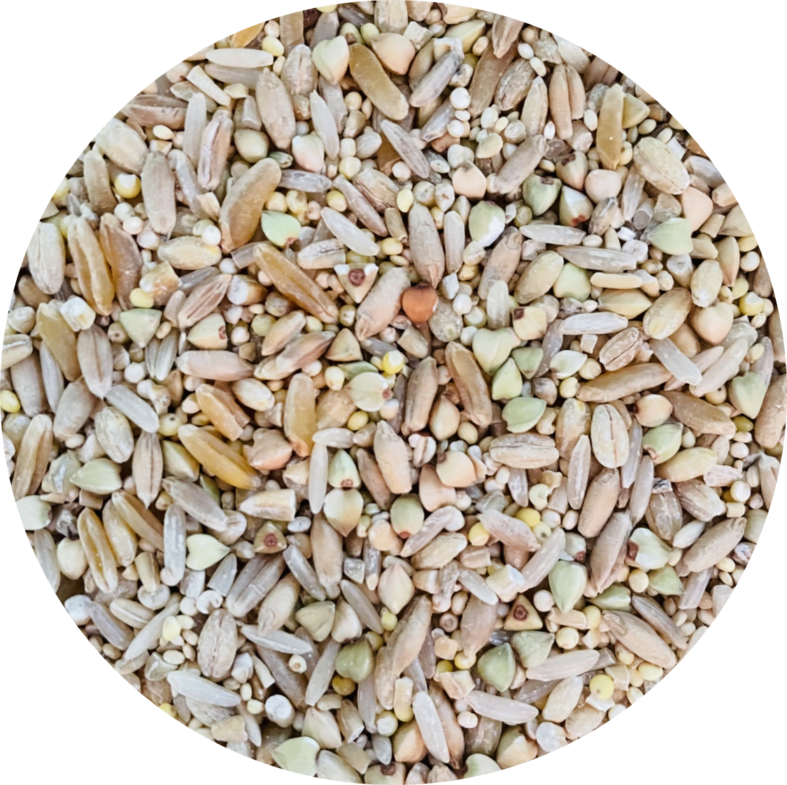 Ekkie (Parrot) Grain Mix - 1 lb.