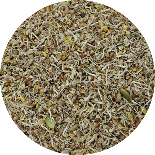 Sprouted-Sprouts, LG Bird Mix