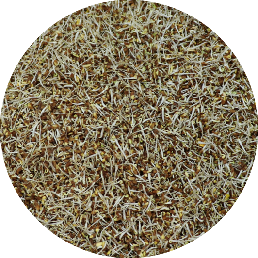 Sprouted-Alfalfa