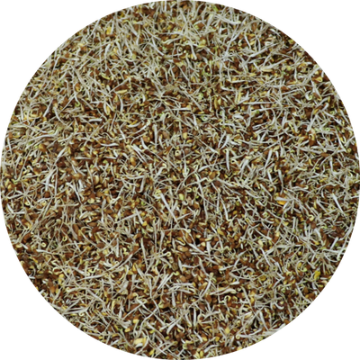 Sprouted-Alfalfa