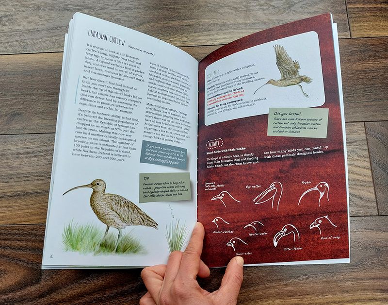 Eurasian Curlew: A Detailed Look at Ireland’s Endangered Bird