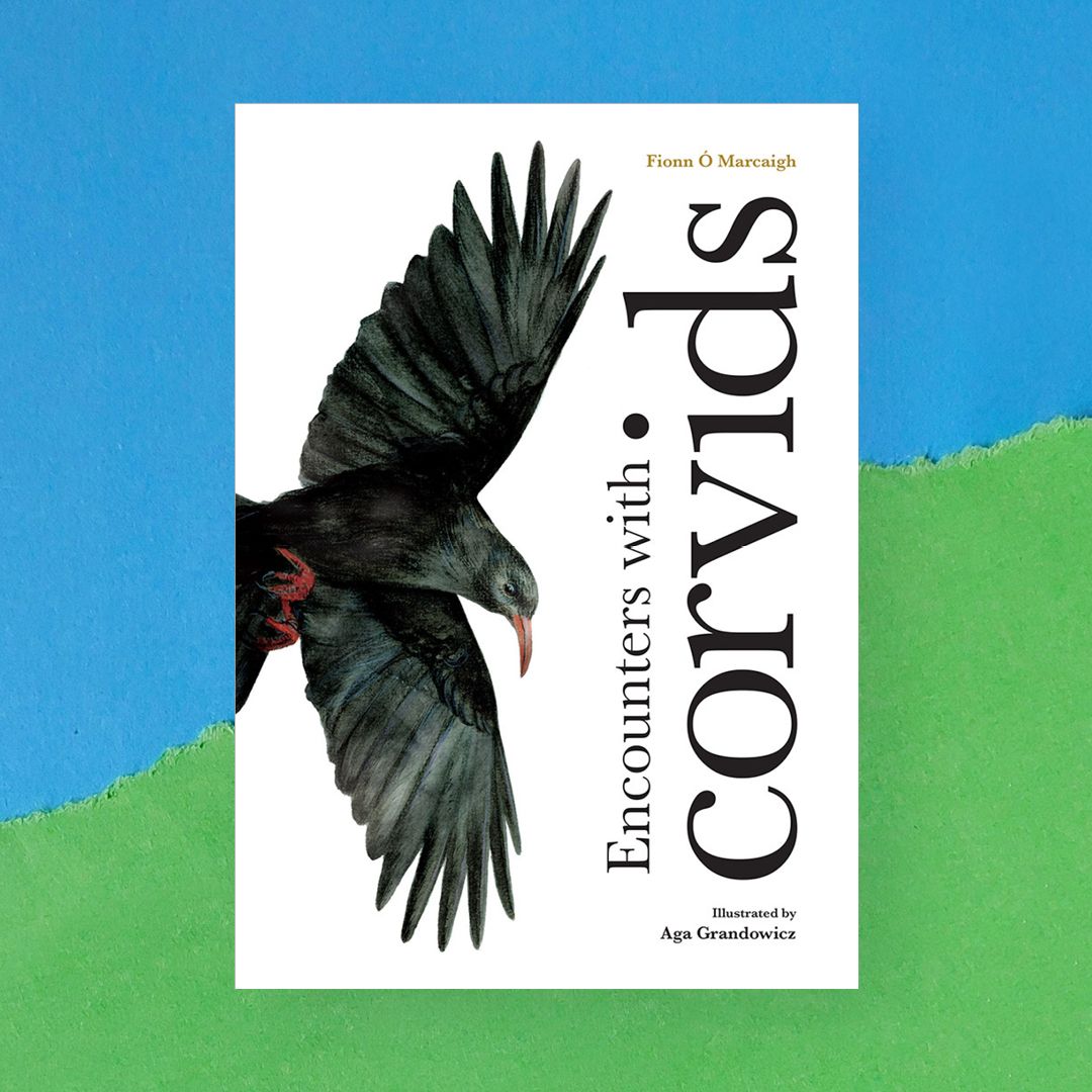 Encounters with corvids