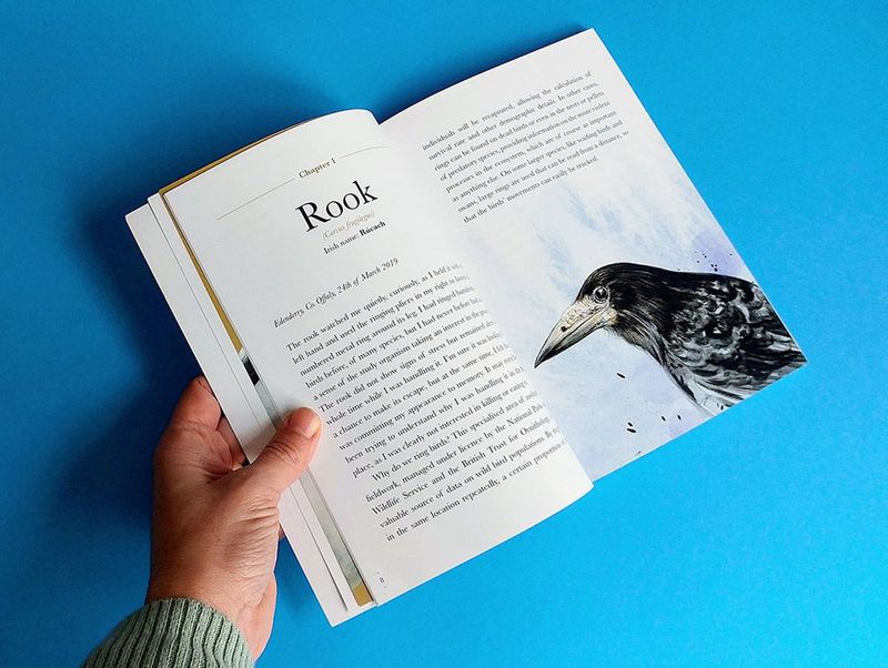 Fascinating rooks, beautifully described in &#39;Encounters with corvids&#39; by Fionn Ó Marcaigh, illustrated by Aga Grandowicz.