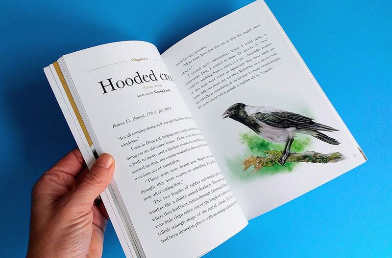 Inquisitive hooded crows, beautifully described in &#39;Encounters with corvids&#39; by Fionn Ó Marcaigh, illustrated by Aga Grandowicz.