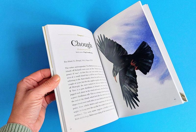 Rare Choughs, beautifully described in &#39;Encounters with corvids&#39; by Fionn Ó Marcaigh, illustrated by Aga Grandowicz.