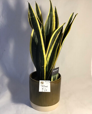 Sanseveria