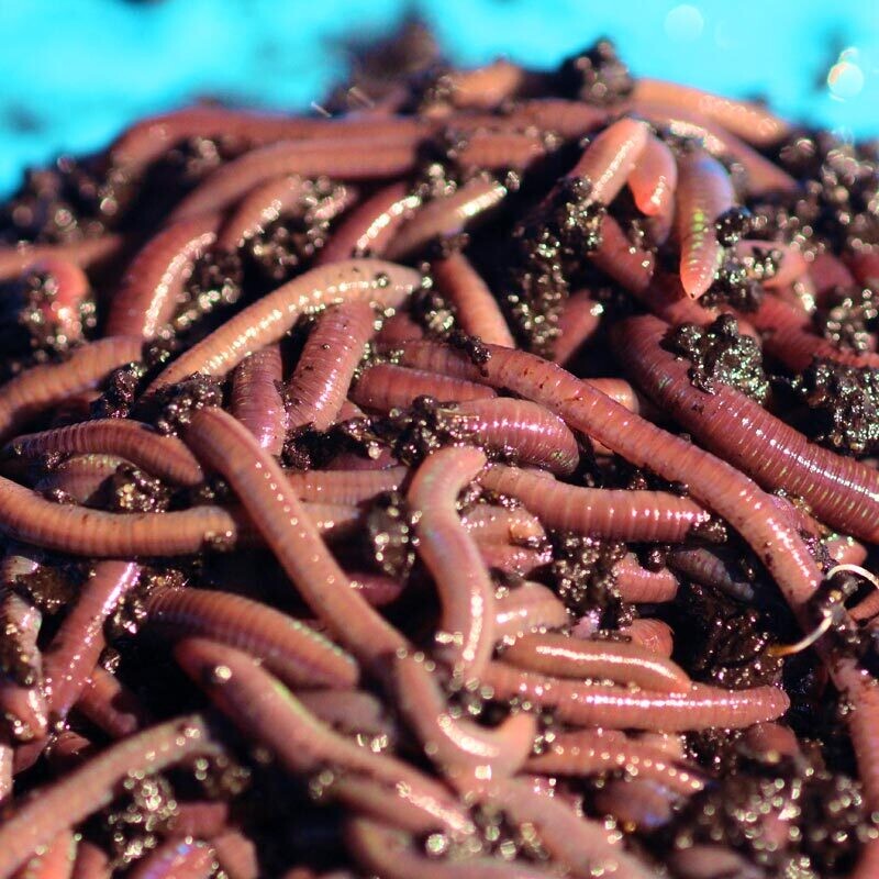 50 Mixed Size African or European Nightcrawlers for Vermicomposting