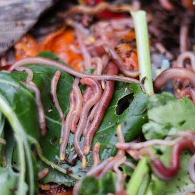 Bait &amp; Vermicomposting Worms