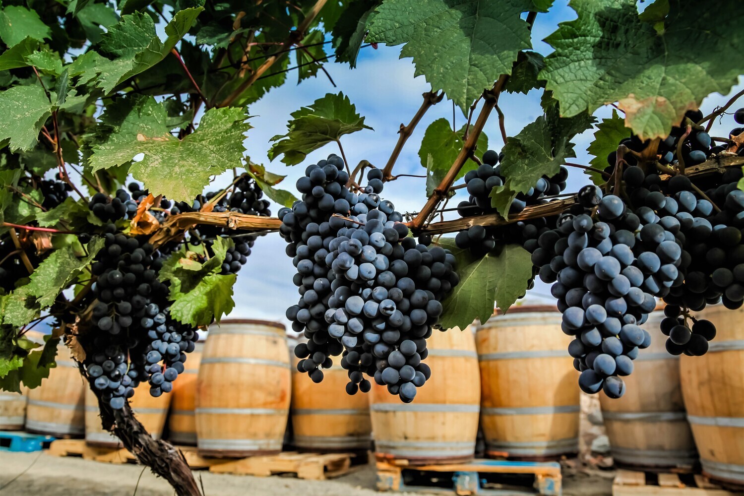 Malbec Barrels