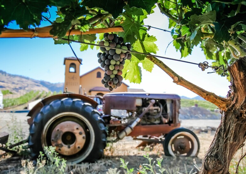 Cabernet Franc Tractor