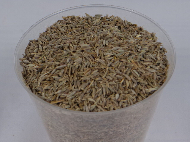 Comino grano El Reloj.