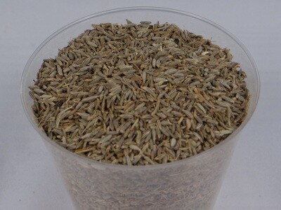 Comino grano El Reloj.