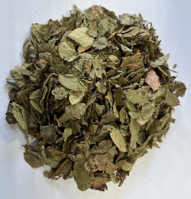 Arándano hoja.