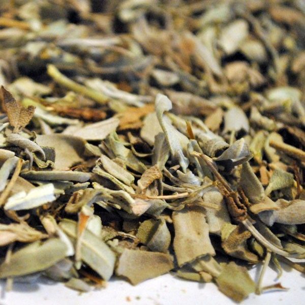 Salvia.