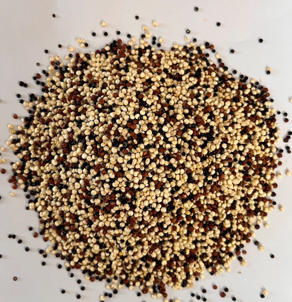 Quinoa tricolor Eco.