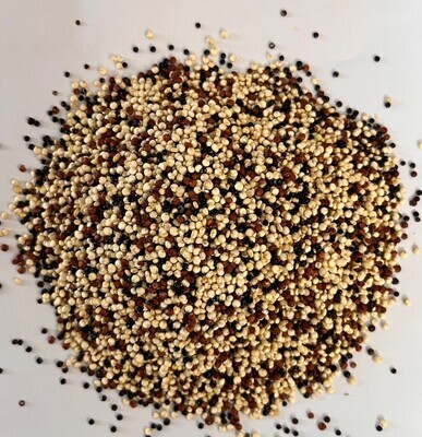 Quinoa tricolor Eco.