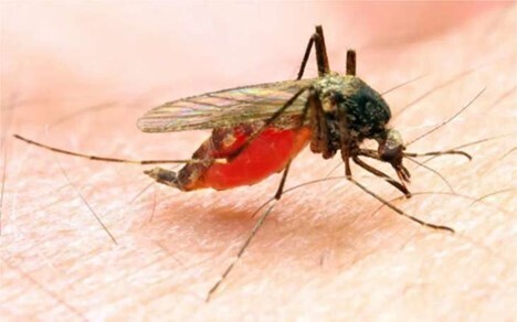 Female Anophales mosquito