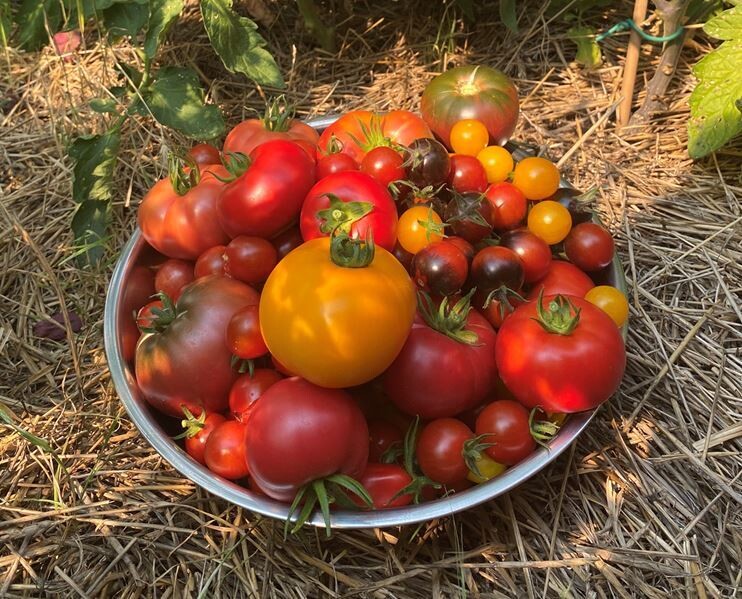 Tomatoes