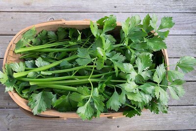 Celery