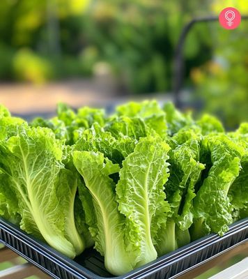 Lettuce