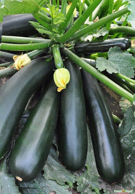 Summer Squash