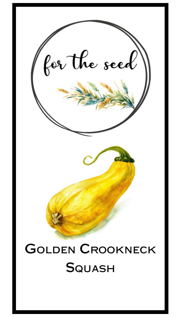 Golden Crookneck Summer Squash