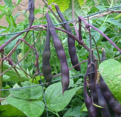 Beans