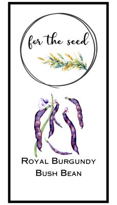 Royal Burgundy Bush Beans - 1/4lb Large Pack