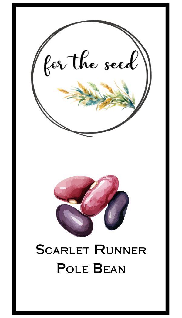 Scarlet Runner Pole Bean